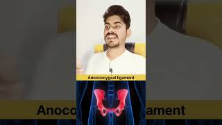 Anococcygeal ligament in Hindi and Function anatomy quiz [upl. by Toolis]