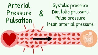 SystolicDiastolic Pressure Pulse Pressure Mean Arterial Pressure amp Transmission of Pressure Pulse [upl. by Hajile]