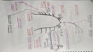 Obturator Nerve  Lower Limb Anatomy  TCML [upl. by Ayrb]