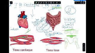 Histologie  Tissu musculaire [upl. by Betteanne]