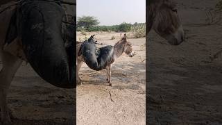 Desert people take copra to water wells [upl. by Naggem]