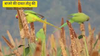 Rose ringed Parakeet birdsinbareilly birdsinvillage birdsvideoindia totekavideo [upl. by Lauryn]