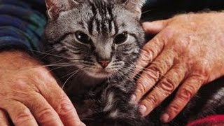 Home Remedies for Cat Indigestion [upl. by Ecertal561]