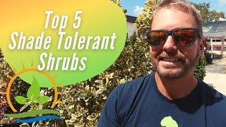 Top 5  Evergreen Shrubs That Take Shade [upl. by Walliw]