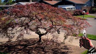 Acer palmatum var dissectum Japanese laceleaf maple Summer pruning example 1 [upl. by Adamek381]