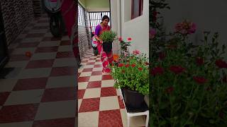 Minivlog240 💁Home Garden set pannaporen shorts shortsfeed home trending [upl. by Wayne]