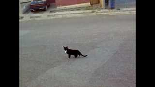 El gato de tres patas y Corriendo muy Bien [upl. by Piero]