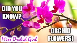 Did you know this about Orchid flowers and flower spikes [upl. by Isacco]