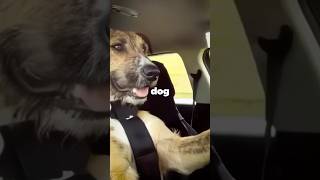 these dogs can actually drive [upl. by Rapp]