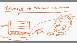 melanocyte vs melanosome vs melanin [upl. by Cacilie288]