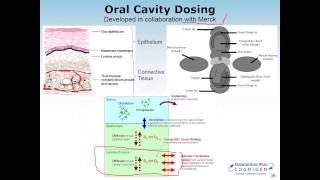 Whats New in GastroPlus PBPK Modeling v90 [upl. by Celestyna]