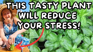 🌿This Tasty Plant Can Reduce Stress✨ Simple Basil Tincture ✨ Stress ✨ Mood ✨ Digestive HealthMore [upl. by Eiramlehcar63]