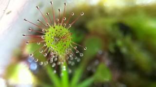 Drosera capillaris timelapse [upl. by Gregorius]