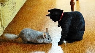 Chinchilla vs Cat [upl. by Namijneb695]