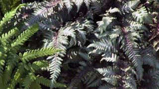 Learning About Japanese Painted Fern [upl. by Ayekam]