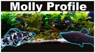 Molly Fish Care and Breeding Lets Clear up All The Confusion [upl. by Penn261]