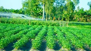 মাগুরার সফল আলু চাষী মোহাম্মদপুর থানার potato farmers [upl. by Arednaxela261]