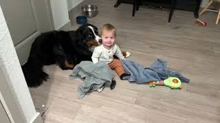 Baby and Bernese mountain dogs are best friends taking Benny to the dog park [upl. by Ennovyhc]