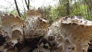 Polyporus squamosus Cerioporus squamosus dryads saddle and pheasants back mushroom [upl. by Ingold88]