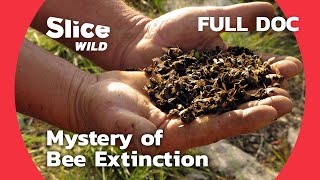 Analysis the International Bee Extinction Crisis  SLICE WILD  FULL DOC [upl. by Ynolem219]