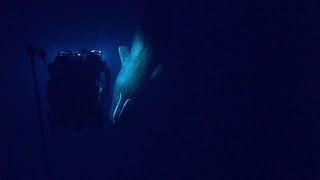 Rare Sperm Whale Encounter with ROV  Nautilus Live [upl. by Noirrad]