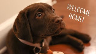 Bringing Home Our Chocolate Lab Puppy Vlog [upl. by Esnofla275]