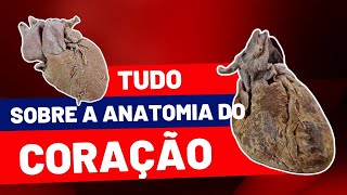 Aula prática sobre ANATOMIA DO CORAÇÃO [upl. by Aihcila]