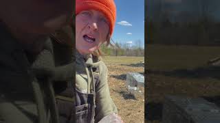 Trapping Chicken Killers homestead ontario homesteader canada chickens [upl. by Norel]