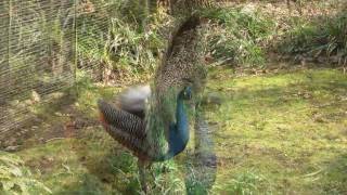 Indian Peafowl Pavo cristatus ♂ Peacock Mating  Balzender Blauer Pfauenhahn 2 [upl. by Strait]