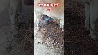 cow milking देसी गाय youtubeshorts mitthu muve haus cow [upl. by Nagar]