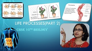 LifeProcessesCBSE10thHeterotrophicNutritionPeristalsisHumanDigestiveSystemAmoebaParamecium [upl. by Raymund59]