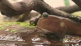 Schlammspringer Glubschi im Terrarium mudskipper [upl. by Carlo362]