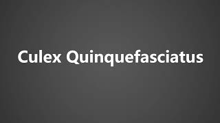 How To Pronounce Culex Quinquefasciatus [upl. by Bedelia11]