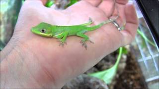 Baby CH Cuban Knight Anole [upl. by Llenram567]