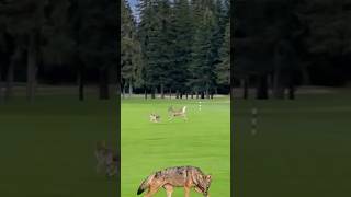 Coyote chasing deer [upl. by Buatti]