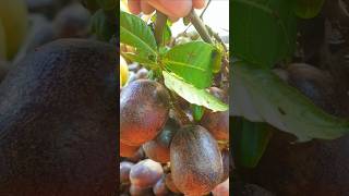 ഇത് റെയർ ആണ്  Brazilian Crystal Longan  Dont miss it shorts rarefruits [upl. by Lecram945]