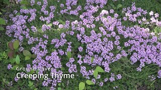 Creeping Thyme  Ground cover [upl. by Trev]