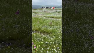 Kas Pathar Satara kaspathar valleyofflowers travel flowers viralvideo ytshortsindia trending [upl. by Browning]