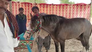 Racing Horses Sindhi horse [upl. by Valle]