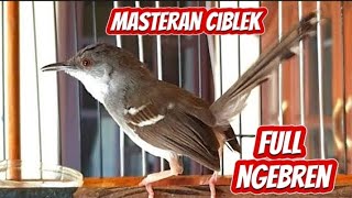 Masteran Ciblek Full ngebren [upl. by Mensch519]