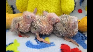 2 Week old Baby Green Cheek Conures  Yellow Sided and Pineapple [upl. by Seaddon]