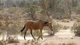 Wild Horses in Mohave County Arizona [upl. by Spindell986]