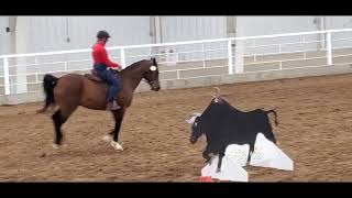 Nubie Working Equitation show in Hutchinson April 27 2024 Speed [upl. by Mcwherter]