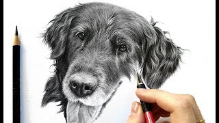 Drawing tutorial How to draw realistic black fur  graphite and colored pencil  Leontine van vliet [upl. by Nagorb]