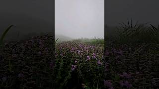 Neelakurunji blooms at Parunthumpara Idukki neelakkurinji mettukurinji kerala 2024monsoon [upl. by Bazar]