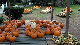 Halloween è caccia alla zucca a Massarosa [upl. by Nosyrb]