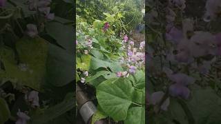 सिमि Beans Plant agriculture simi mummy nature prasmeevlogs [upl. by Ardnassak]