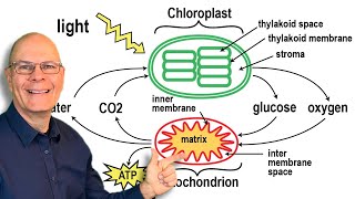 Mitochondria or Chloroplasts Whos the ATP Champion [upl. by Mahau275]