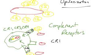 Opsonization via complement proteins [upl. by Nared]