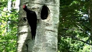 クマゲラ Black Woodpecker [upl. by Andee369]